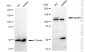 KD-Validated Anti-BubR1 Rabbit Monoclonal Antibody